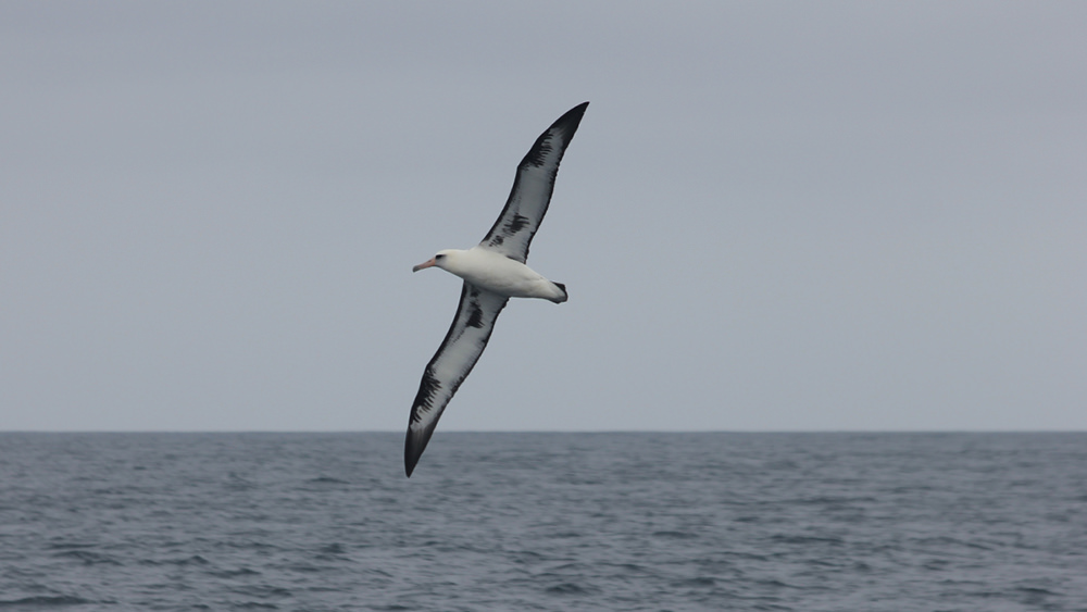 albatross flying over the ocean
