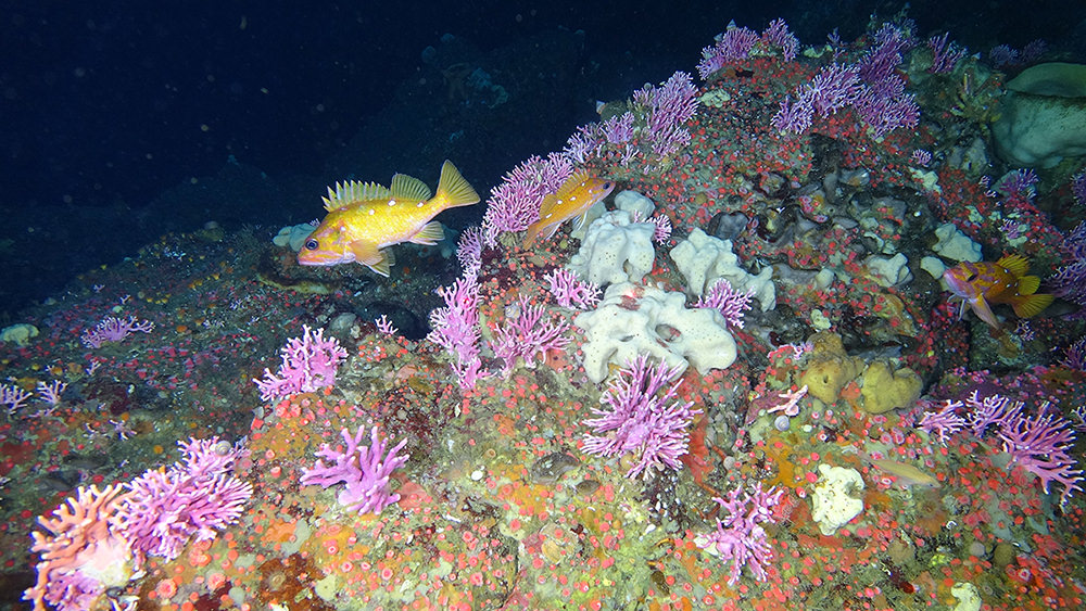 a rockfish swimming above a rocky reef