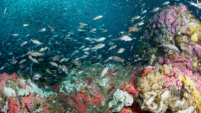 fish swimming over a vibrant reef