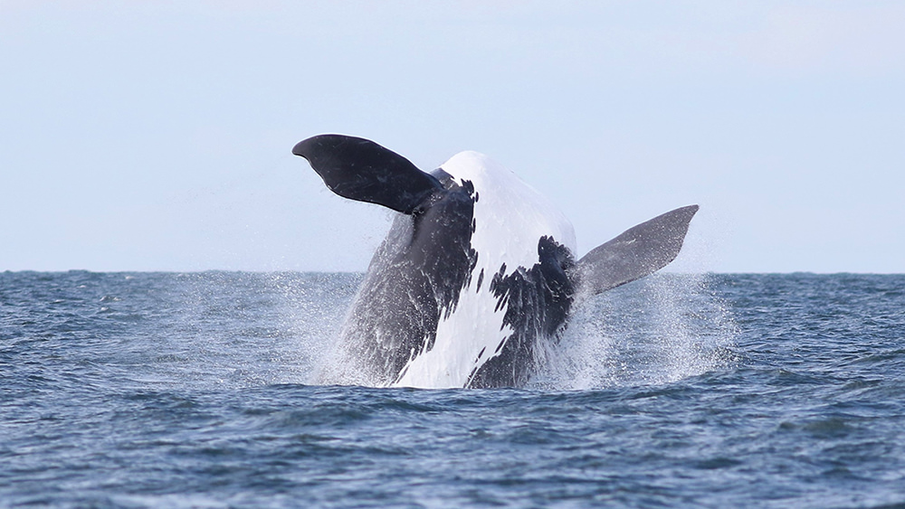 breaching right whale
