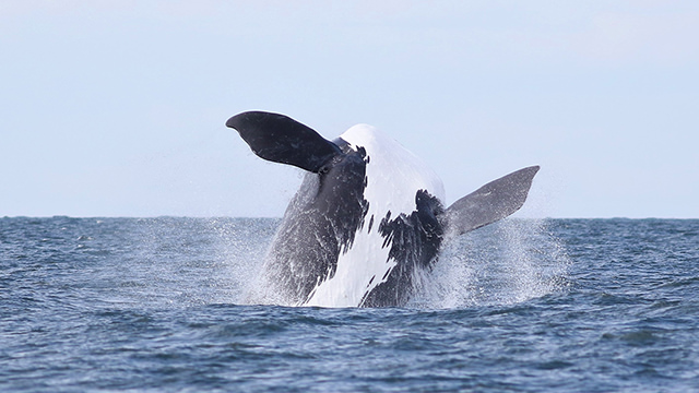 breaching north atlantic right whale