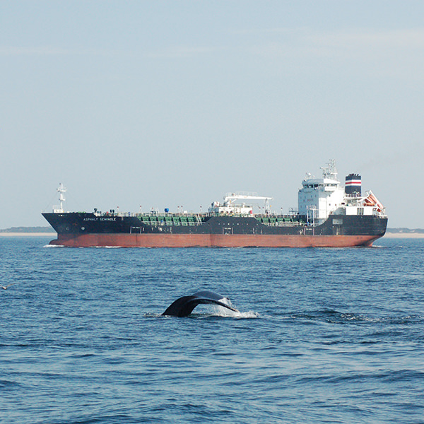 a humpback whale surfaces in front of a commercial vessel