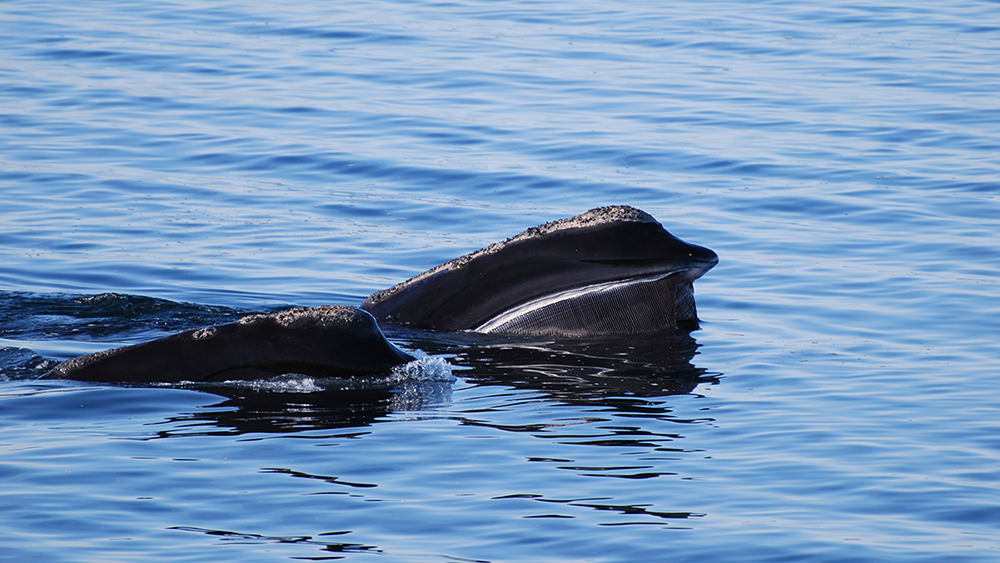 right whale at the ocean surface