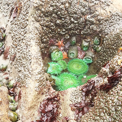 green sea anemones and other tidepool invertebrates