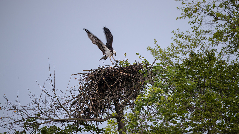 osprey landing in its nest