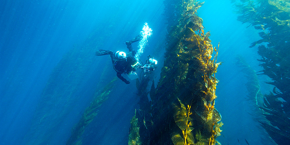 diver photographing a kelp forest