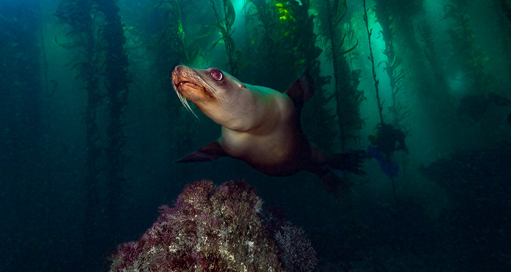 sea lion underwater
