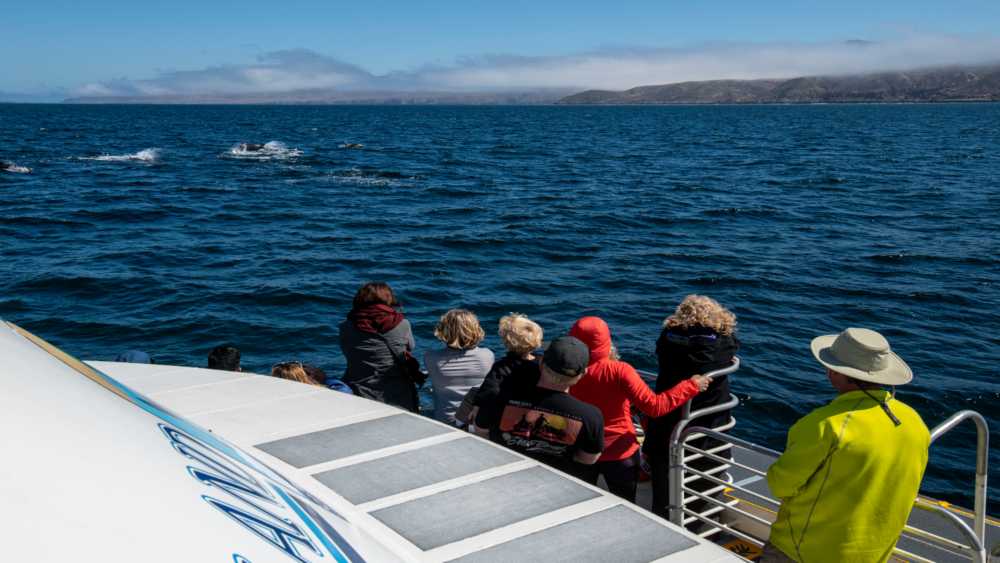 Passengers aboard a whale watching vessel stand along the rail watching dolphins frolicking in the ocean.