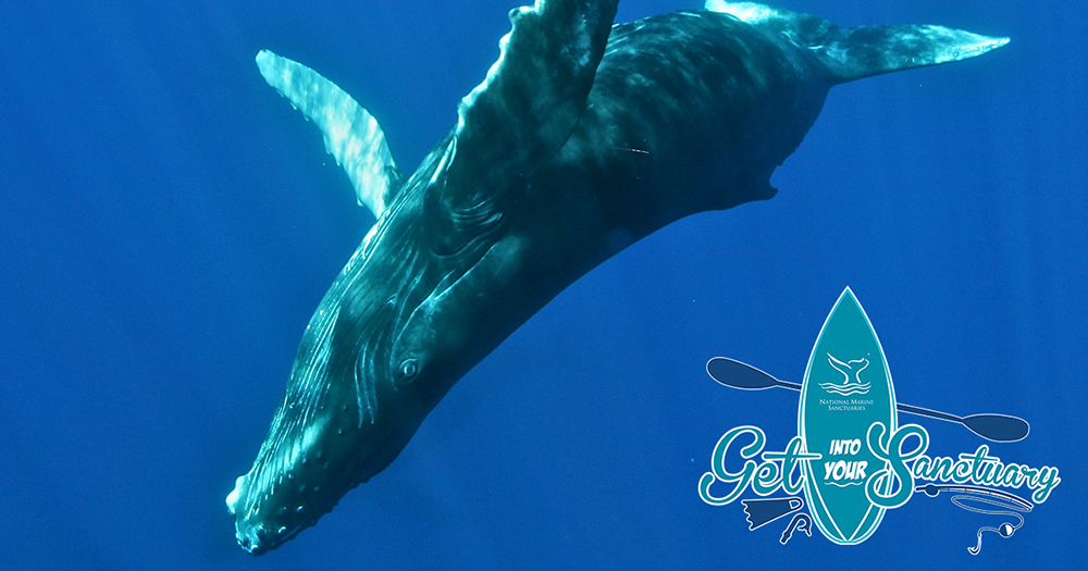 humpback whale swimmming