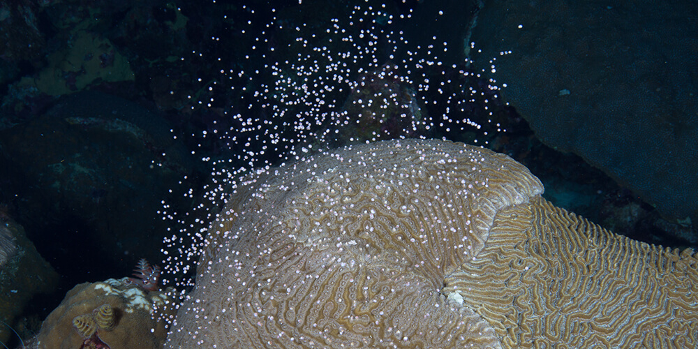 A brain coral spawns in Flower Garden Banks National Marine Sanctuary.