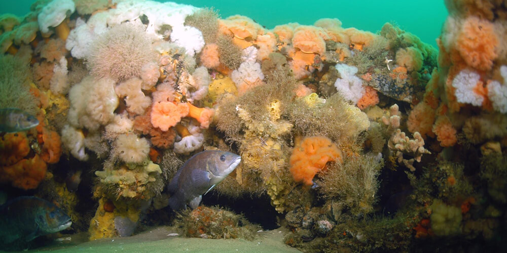 The Paul Palmercovered in marine growth