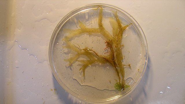 yellow alga in a petri dish