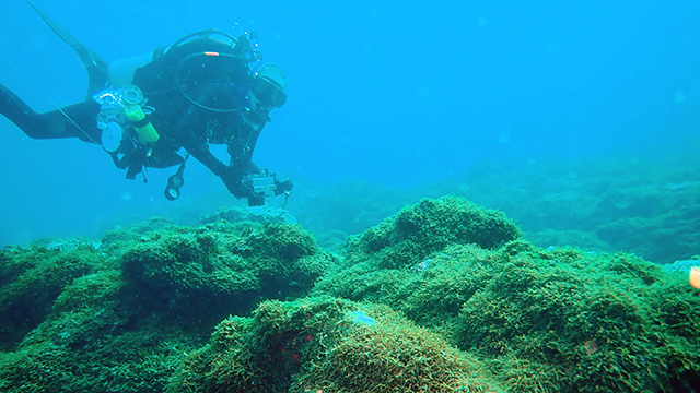 diver over invasive alga