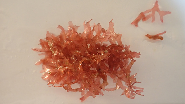 red alga in a petri dish