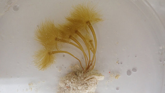brown alga in a petri dish