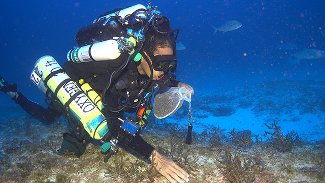 diver collecting algae