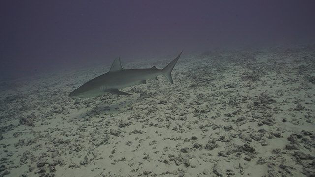 shark swimming over reef rubble