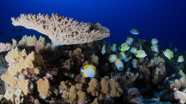 fish swimming near healthy coral