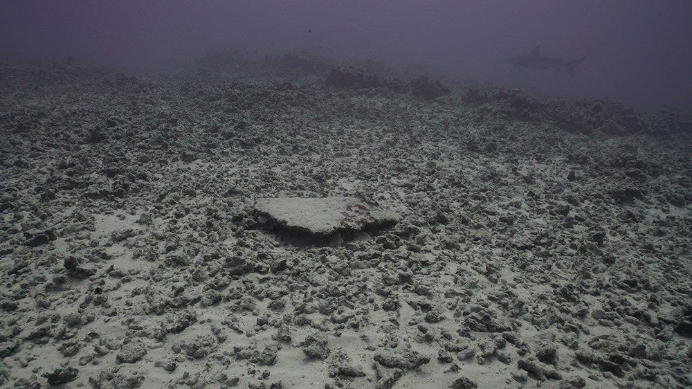 coral rubble on the seafloor