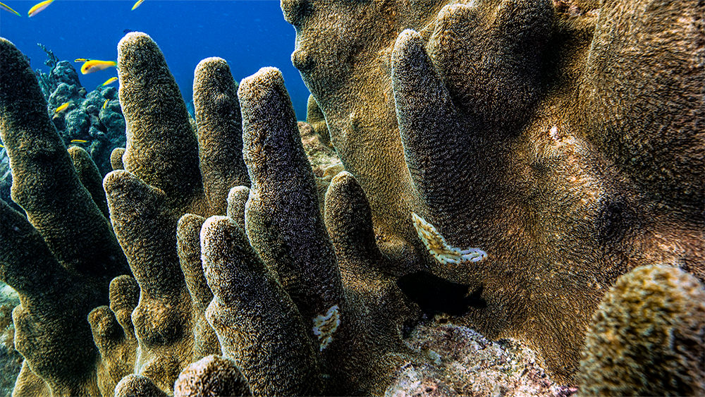 pillar coral with spots of tissue loss disease