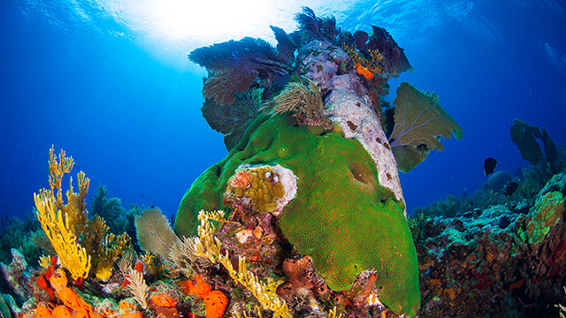 healthy coral and other invertebrates
