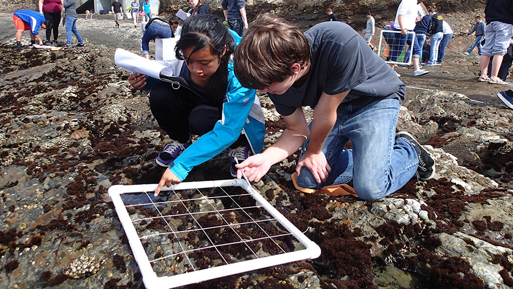 students looking at tide pools