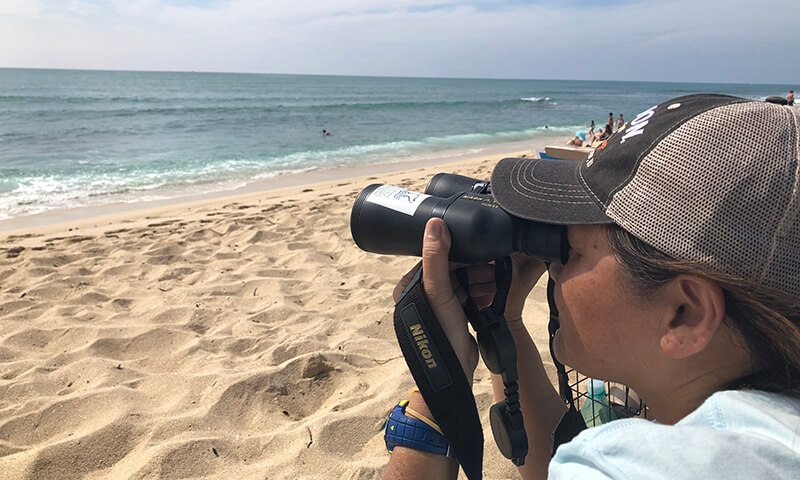 A woman using binoculars to whale watch from a beach