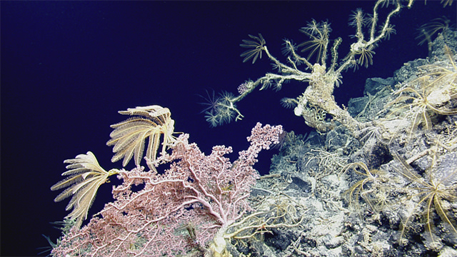 crinoids and deep-sea corals on the seafloor