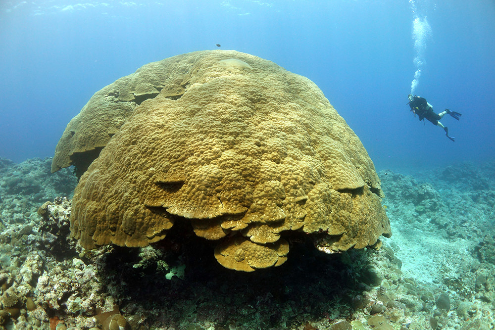 a diver near an enormous coral structure