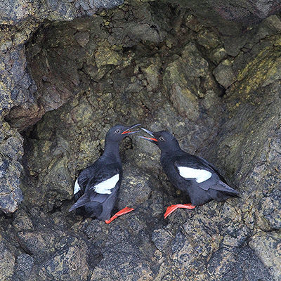 two pigeon guillemots in a sea cave