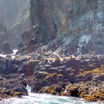 sea lions sunbathing