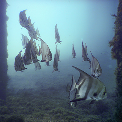 atlantic spadefish