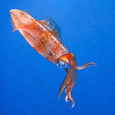 floating reef squid