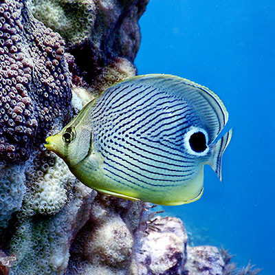 foureye butterflyfish and coral