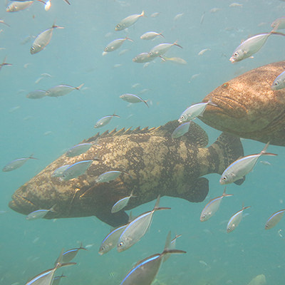two goliath groupers