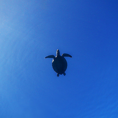 green sea turtle swimming at the surface