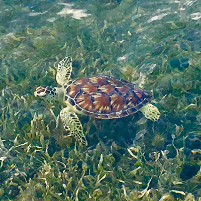 juvenile green sea turtle and seagrass