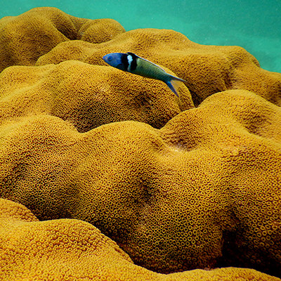 bluehead wrasse swims over coral