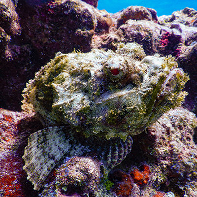 scorpionfish camouflaged against the reef bottom