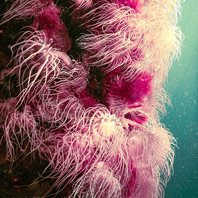 tube sea anemones