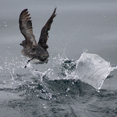 cassin's auklet taking off from ocean surface