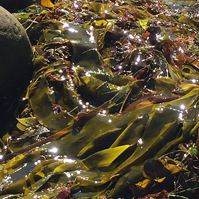 kelp and seaweed