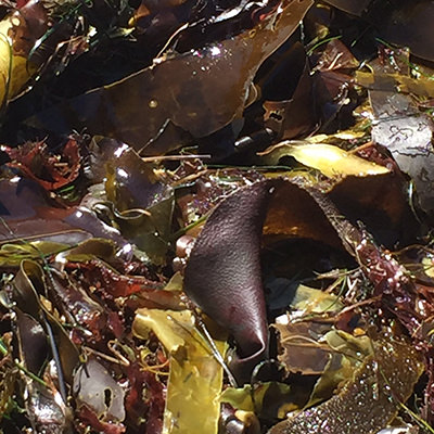 kelp and other seaweed