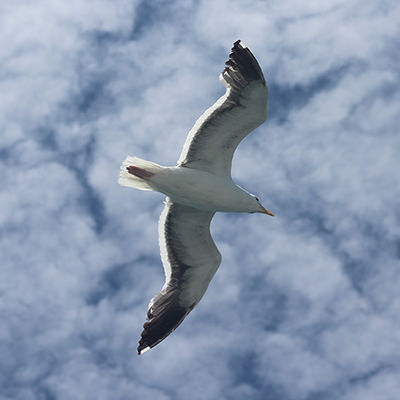 seabird in flight