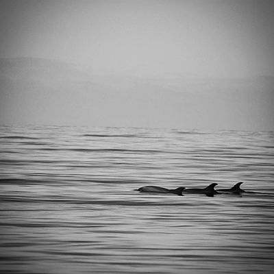 a group of bottlenose dolphins