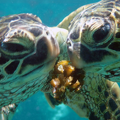 green sea turtles fighting over a piece of kelp