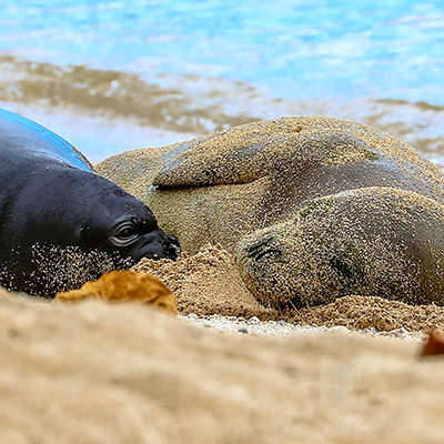 hawaiian monk seal mother and pup resting on a beach