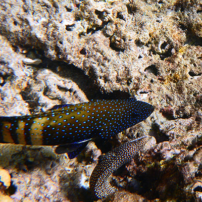whitemouth moray eel and peacock grouper