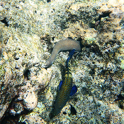 whitemouth moray eel and peacock grouper