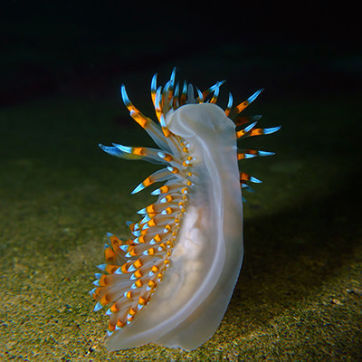cockscomb nudibranch